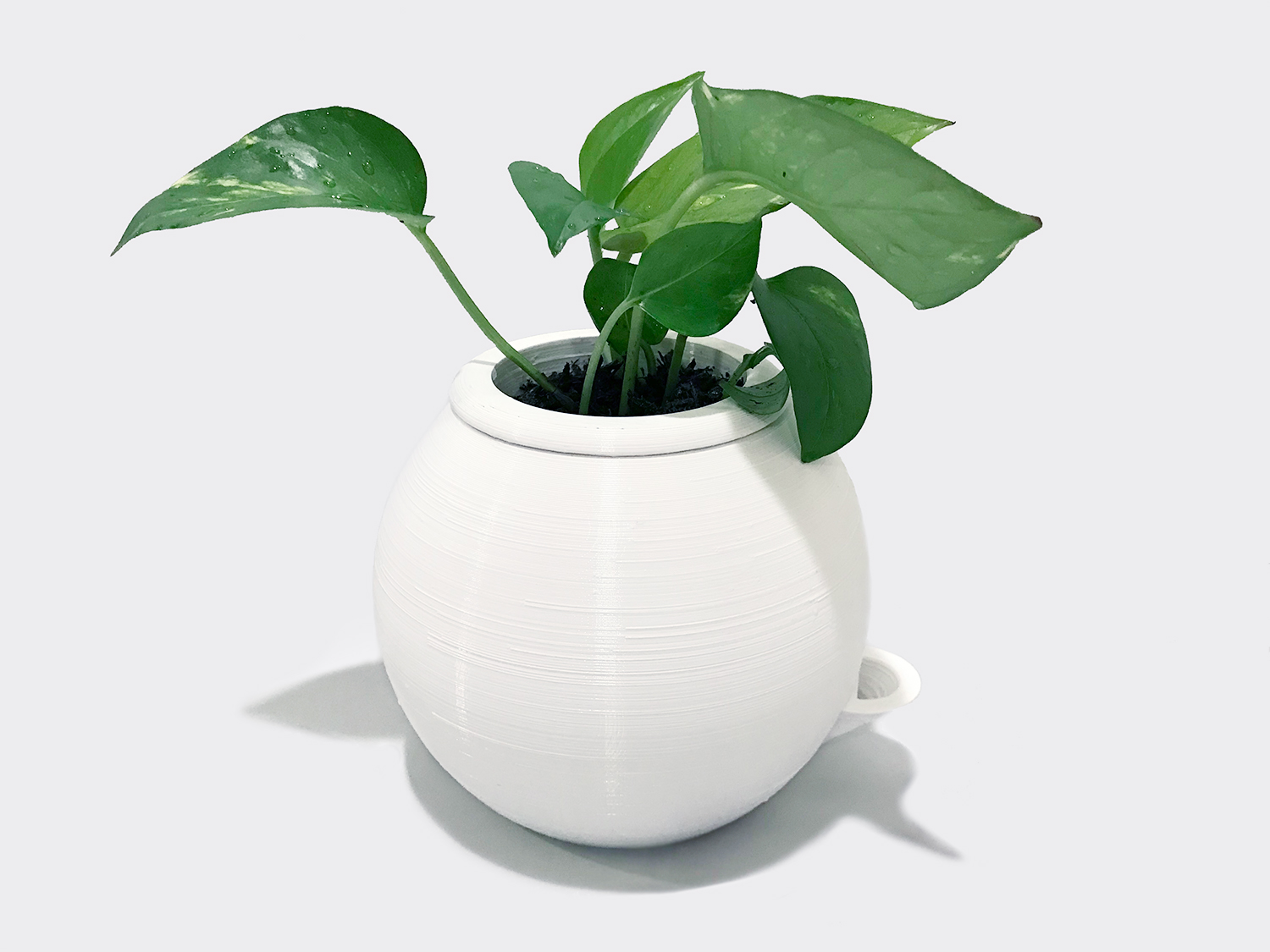 Plant bowl with plant inside